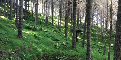 forest-management.jpeg